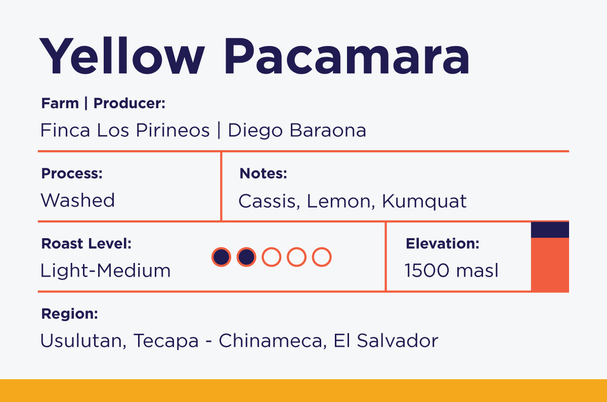 Yellow Pacamara-Washed- Los Pirineos