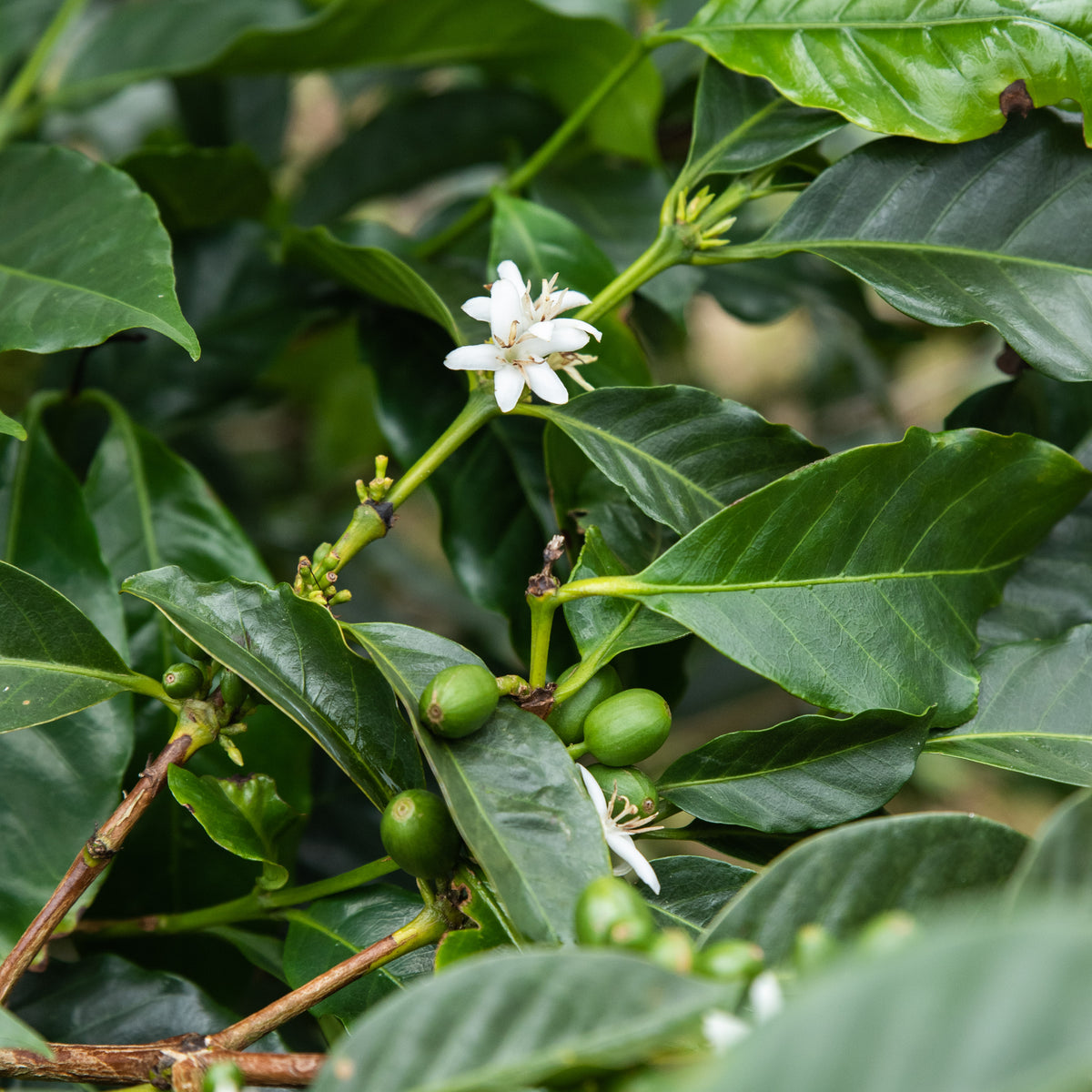 Cipota Coffee 