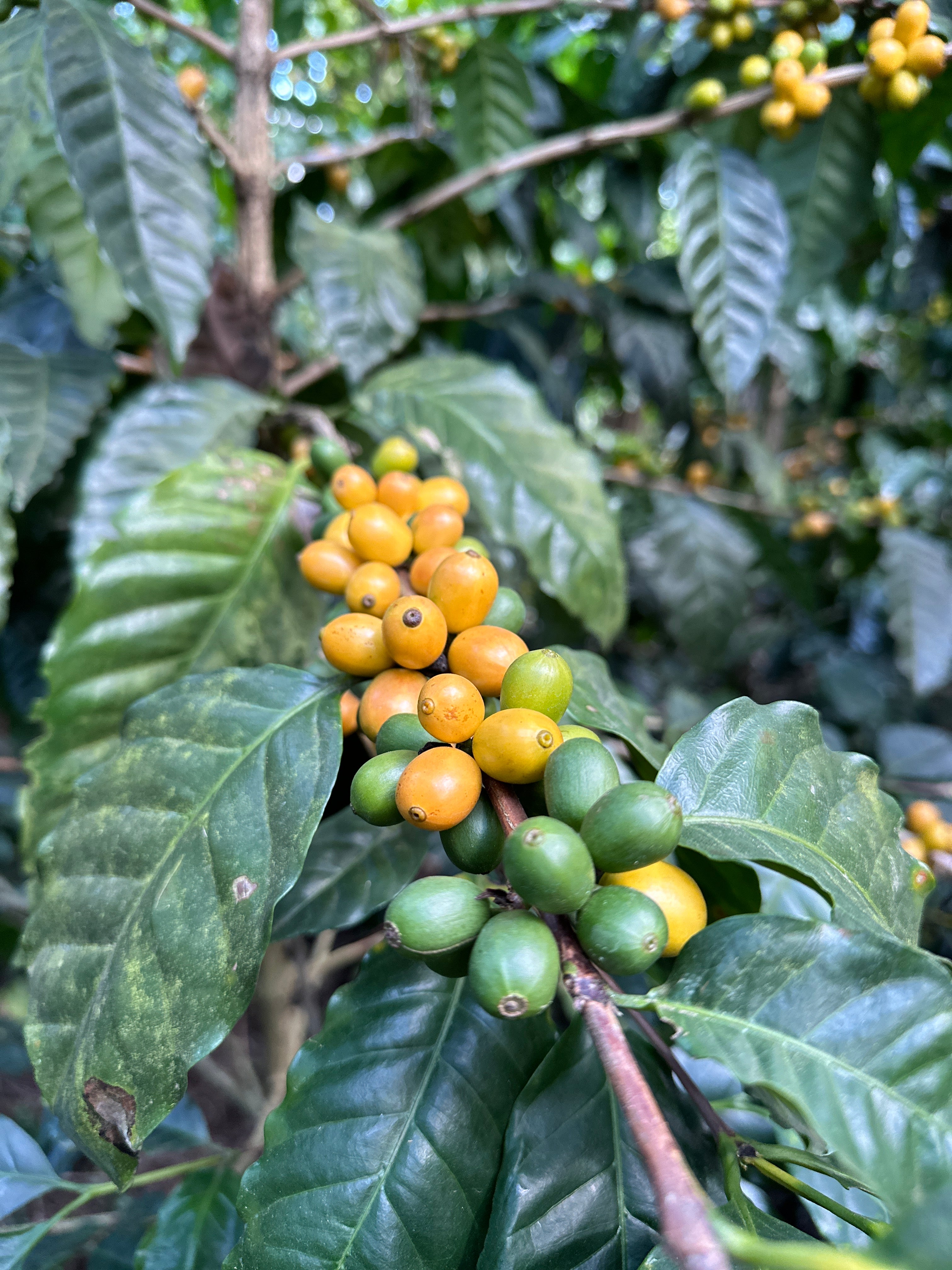 Yellow Pacamara-Washed- Los Pirineos