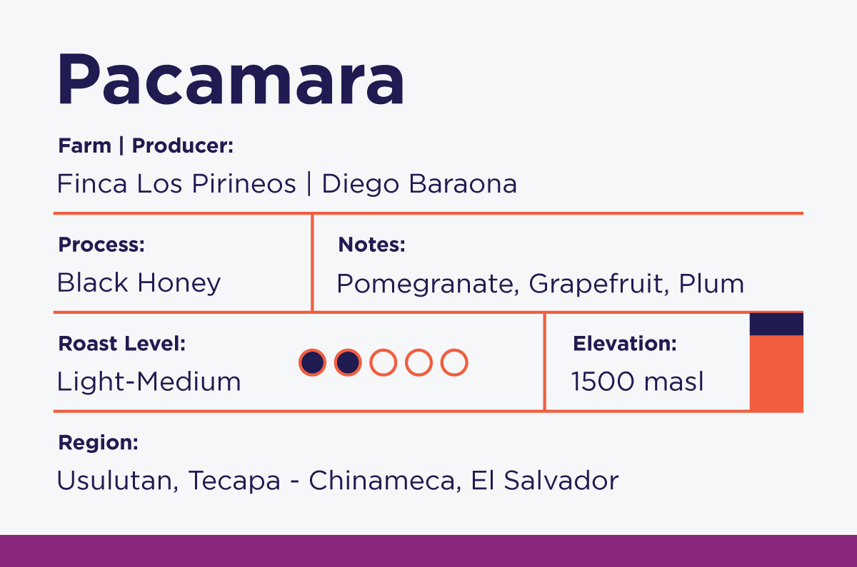 Pacamara-Black Honey- Los Pirineos